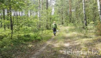 В юго-восточной Беларуси запрещено посещать леса