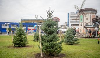 Зеленая инвестиция: аллею из голубых елей высадили в центре Минска