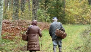 В Гомельской и Гродненской областях запрещают посещение лесов