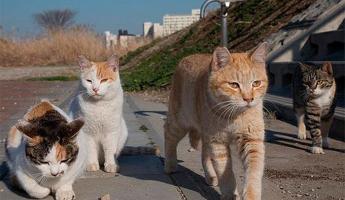 МинЖКХ, Генпрокуратура и депутаты обсудили массовую стерилизацию бродячих кошек