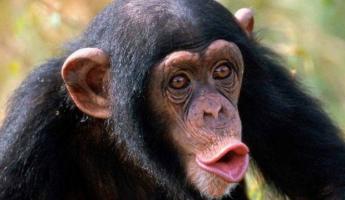 Ученые: приматы подсказали людям, как научиться говорить