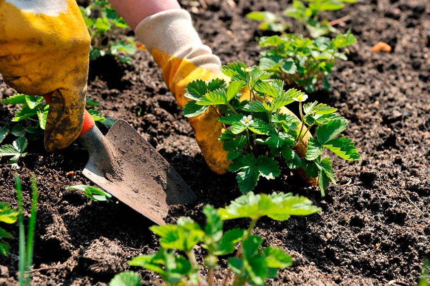 Как посадить клубнику осенью в открытом грунте и под материал