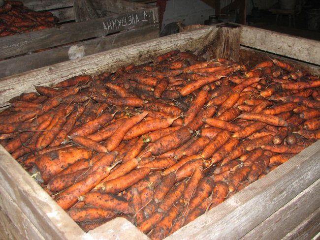 как сохранить морковь на зиму в погребе