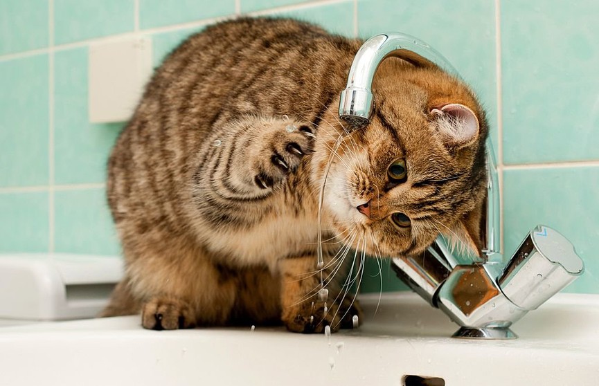 Почему кошка не пьет воду из миски и как её приучить
