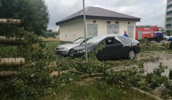 В Бобруйске ветер за один вечер обрушил десять деревьев на двенадцать машин