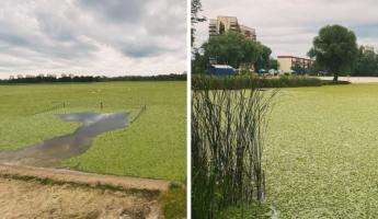 Даже не видно воды. Реку в Бресте полностью атаковали водоросли