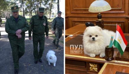 В сети стали писать, что шпица Лукашенко Умку загрызли овчарки. «Пул первого» в ответ опубликовал фото собаки из Душанбе
