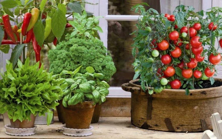 Как вырастить достойную зелень на балконе?