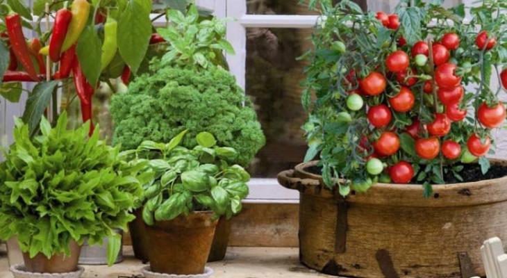 Как завести огород на подоконнике в квартире? Садим огурцы, помидоры. А может, ещё и кумкват?