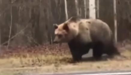 «Ми-и-шка, Мишка» — под Полоцком медведь гулял прямо у дороги. В Минлесхозе объяснили почему белорусы их встречают все чаще
