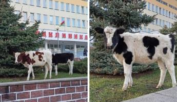 В поликлинику Бобруйска пришли… коровы. Куда делся хозяин?