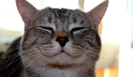 Вы умеете улыбаться по-кошачьи? Вот почему стоит научиться