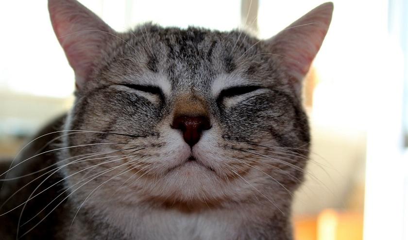 Вы умеете улыбаться по-кошачьи? Вот почему стоит научиться - Telegraf.news
