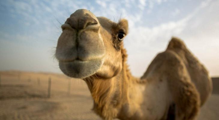 В Саудовской Аравии десятки верблюдов дисквалифицировали на конкурсе красоты из-за ботокса. Что???