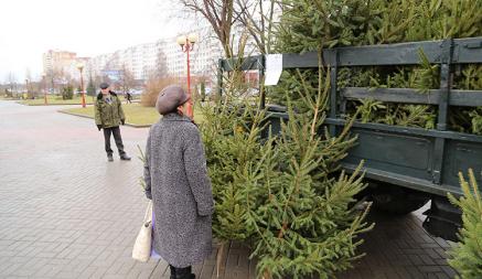 Раньше всех — в Брестской области. Минлесхоз рассказал, когда в Беларуси начнут продавать новогодние елки