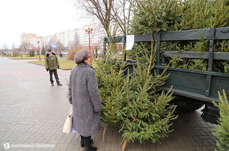 «Первыми торговать новогодними деревьями начнут в Брестской области