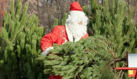 От 6,3 до 72 бел.рублей. По чем можно будет купить живую новогоднюю елку в Беларуси