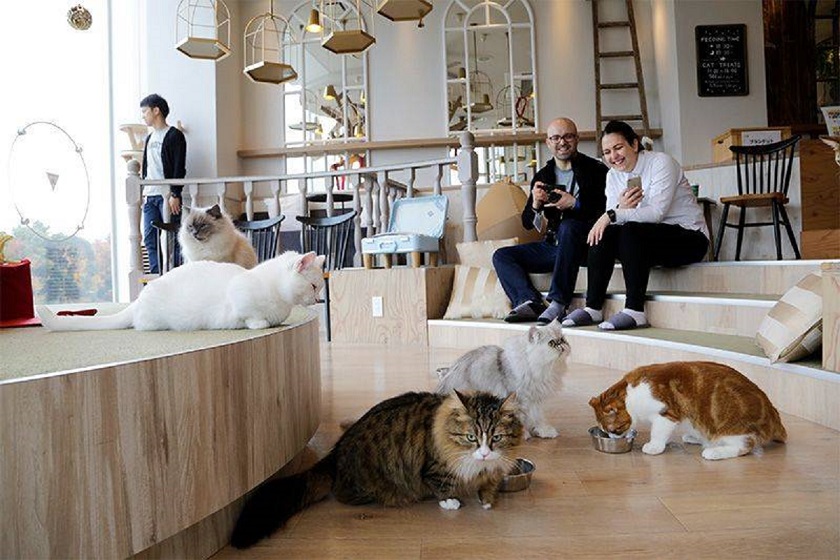 Котокафе кошка. Кошачье кафе - "Cat Cafe" в Японии. Кошачье кафе в Токио. Котокафе в Токио.