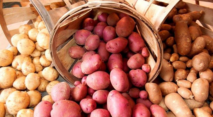 Храните картошку в мешках или в больших корзинах? Узнали, что в них положить, чтобы не проросла