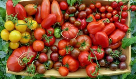 Когда сеять рассаду тепличных томатов, а когда — «уличных»? Какие семена выбрать? Начинаем готовиться к дачному сезону