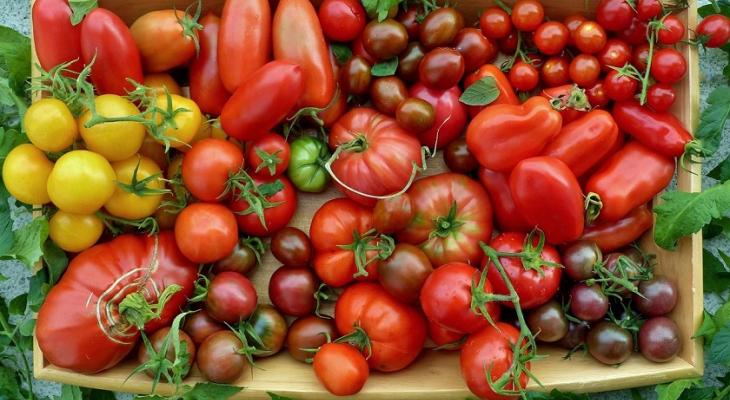 Когда сеять рассаду тепличных томатов, а когда — «уличных»? Какие семена выбрать? Начинаем готовиться к дачному сезону