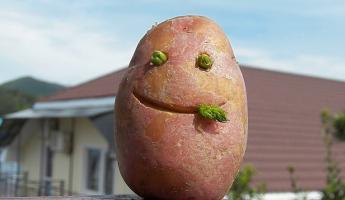 Российские генетики лишили картофель важной функции. Когда начнут сажать?