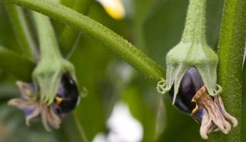 Как подготовить грунт для семян баклажана? Узнали, при каких условиях взойдет самая деликатная февральская рассада