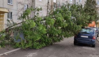 Неприятные циклоны идут в Беларусь. Синоптики рассказали, как долго будет бушевать ветер и что еще ждать до 3 апреля