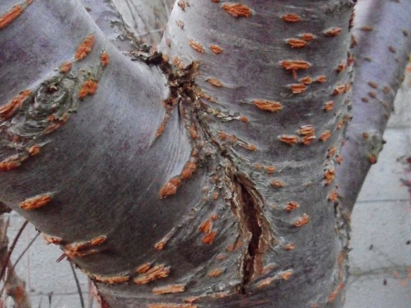 Как защитить кору деревьев от весенних солнечных ожогов? Не обязательно белить
