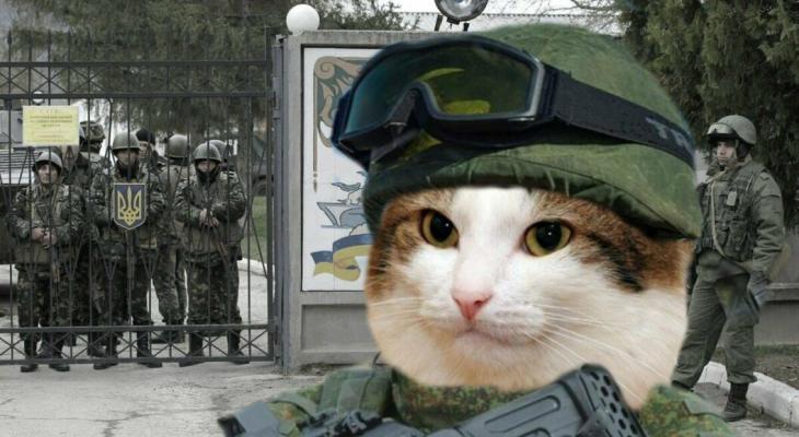 Украинские военные коты помогают выслеживать русских снайперов? Проверили, так ли это