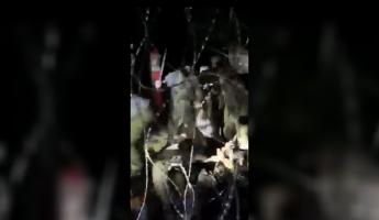«Помогите!» — В Польше показали видео, как люди в форме избили мигрантов на границе. Обвинили белорусов. Что говорят в Минске?