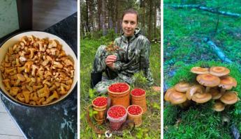 «Обиделась на грибы и пошла за земляникой» — Белорусы активно направились в лес. Где, что и сколько собирают?