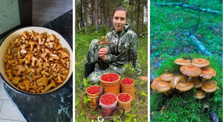 «Обиделась на грибы и пошла за земляникой» — Белорусы активно направились в лес. Где, что и сколько собирают?