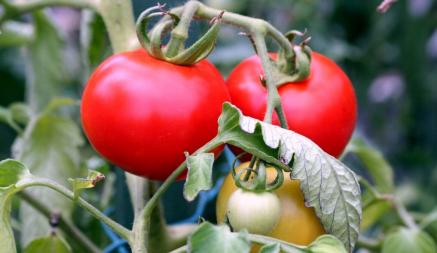 Посмотрите на листья помидоров. Эти признаки говорят об ошибках в уходе. Как спасти урожай?