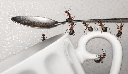 Как избавиться от муравьев в доме? Дешевые средства и продукты, которых они боятся
