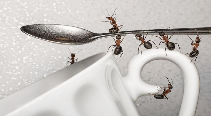 Как избавиться от муравьев в доме? Дешевые средства и продукты, которых они боятся