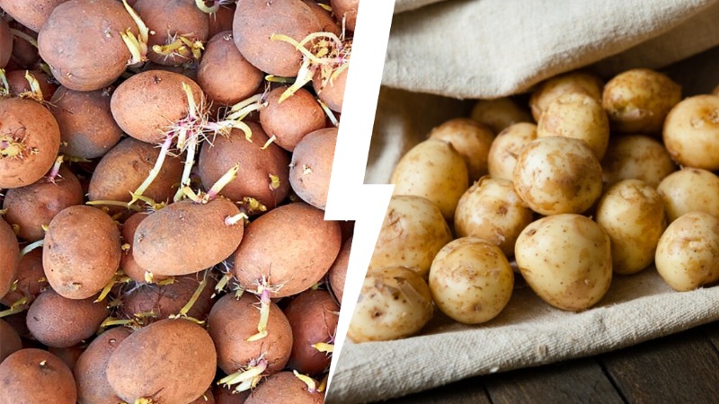 Сколько хранится картошка? Срок хранения зависит от сорта