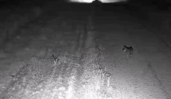 На белорусско-польской границе кошка и котенок внезапно встретились с волком. Кто кого прогнал?