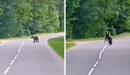 На трассе под Круглым белорус заметил медведя. А тот — его. Чем закончилось?