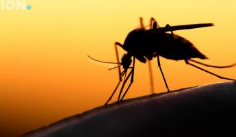 Важны ваша одежда, запах и поведение. Почему комары кусают одних людей чаще, чем других? И как их обмануть?