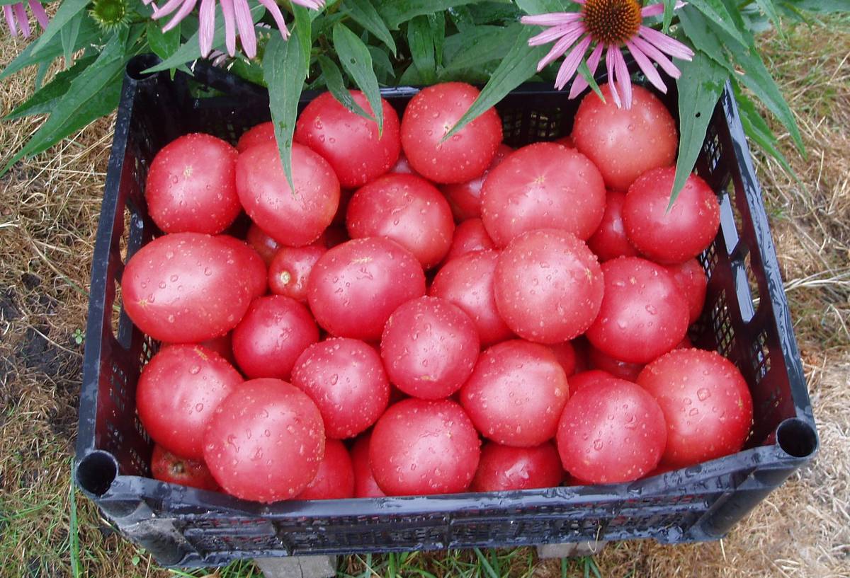 Какими помидорами можно отравиться? Вот, как правильно выбирать томаты