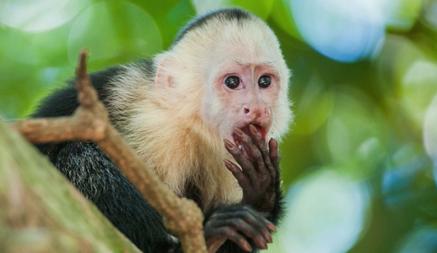 В США обезьяна вызвала полицию в свой зоопарк