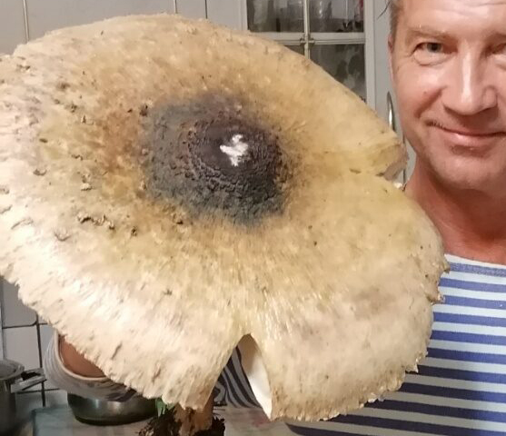 Жители Вилейки нашли в городе гигантский полуметровый гриб. По вкусу напомнил курицу и рыбу