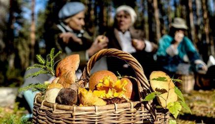 «Это дикость, дурь полная» — Лукашенко возмутился налогом на сбор ягод и грибов