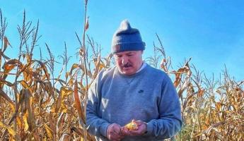 «Почему-то цифра эта» — Лукашенко рассказал, что ему снится 8,2 млн тонн зерна