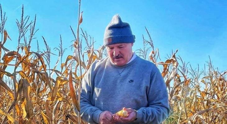 «Почему-то цифра эта» — Лукашенко рассказал, что ему снится 8,2 млн тонн зерна