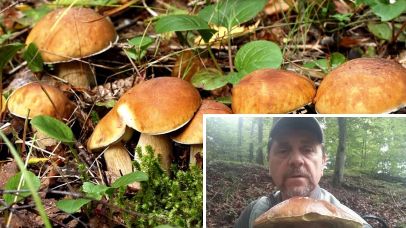 Не ходите в заросший травой лес. Грибник со стажем рассказал, когда и где  искать здоровые большие грибы - Telegraf.news