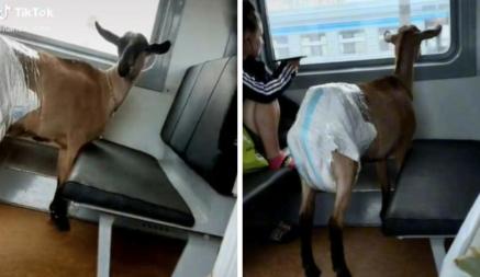 «Ржала в голос😂» — Белорусы перевозили в поезде козу в подгузнике. Видео с ней набрало более 662 тыс. просмотров в TikTok