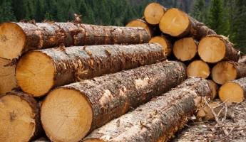 В Минлесхозе пояснили, почему белорусам надо будет доказывать цель покупки древесины