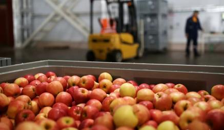 «Дорогостоящая вещь»  — Головченко рассказал, что нужно, чтобы белорусские яблоки не вяли